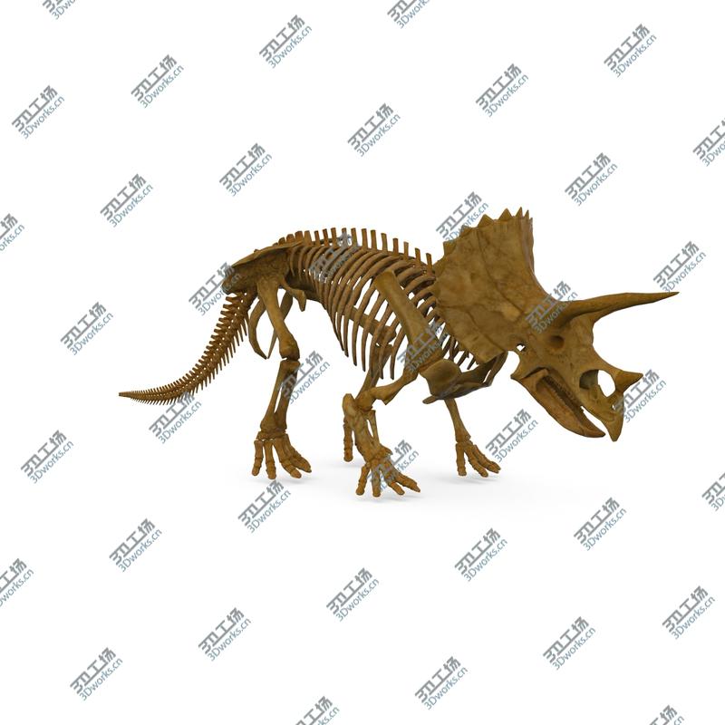 images/goods_img/20210319/Triceratops Skeleton/3.jpg
